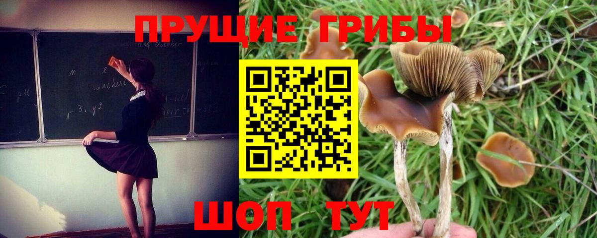 Выкса  Псилоцибиновые грибы Psilocybe  Псилоцибиновые грибы Cubensis  Вход с VPN 